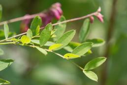 Svarterteknapp (Lathyrus niger)