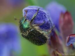 Hageoldenborre (Phyllopertha horticola)