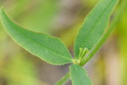 Bakkekløver (Trifolium montanum)