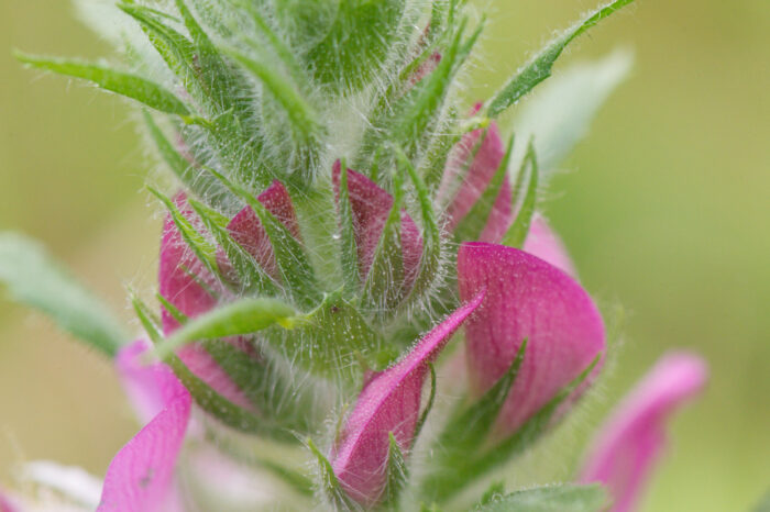 Bukkebeinurt (Ononis arvensis)