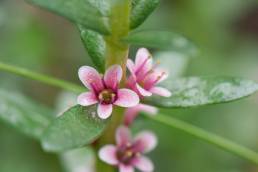 Strandkryp (Glaux maritima)