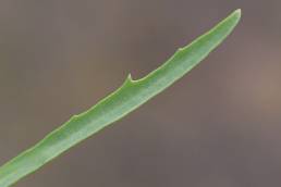 Strandmelde (Atriplex littoralis)