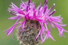 Fagerknoppurt (Centaurea scabiosa)