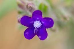 Oksetunge (Anchusa officinalis)