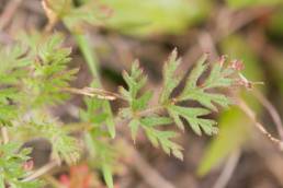 Tranehals (Erodium cicutarium)