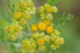 Landøyda (Senecio jacobaea)