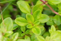 Bakketimian (Thymus pulegioides)