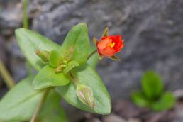 Nonsblom (Lysimachia arvensis)