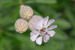 Engsmelle (Silene vulgaris)