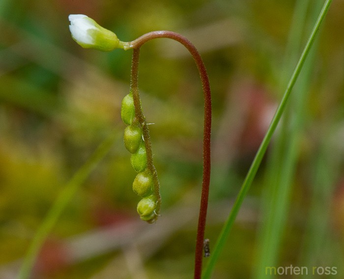 Rundsoldogg (Drosera rotundifolia)