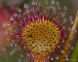 Rundsoldogg (Drosera rotundifolia)