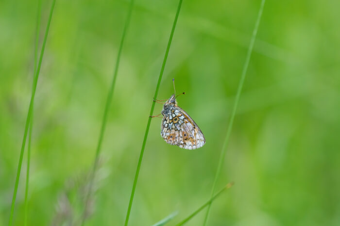 Brunflekket perlemorvinge (Boloria selene)