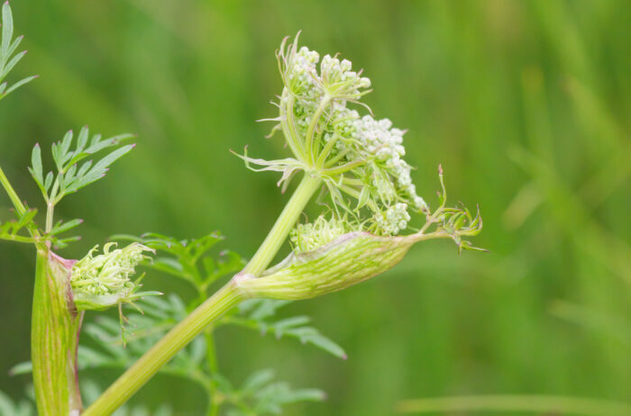 Melkerot (Peucedanum palustre)