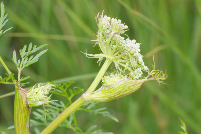 Melkerot (Peucedanum palustre)