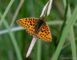 Myrperlemorvinge (Boloria aquilonaris)