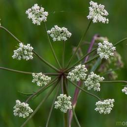 Selsnepe (Cicuta virosa)