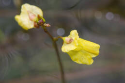Småblærerot (Utricularia minor)