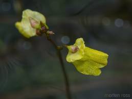 Småblærerot (Utricularia minor)