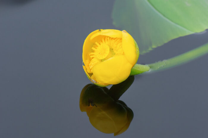 Gul nøkkerose (Nuphar lutea)