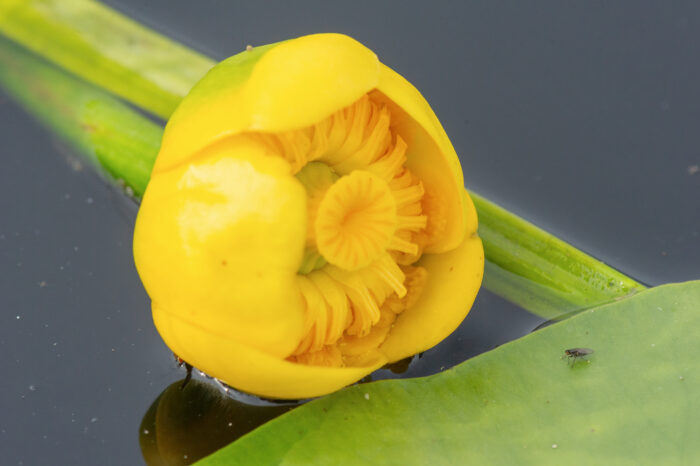 Gul nøkkerose (Nuphar lutea)