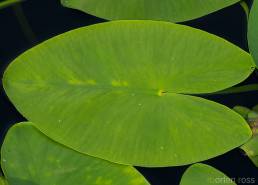 Gul nøkkerose (Nuphar lutea)