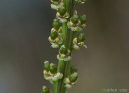 Fjæresauløk (Triglochin maritima)