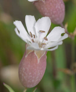 Strandsmelle (Silene uniflora)