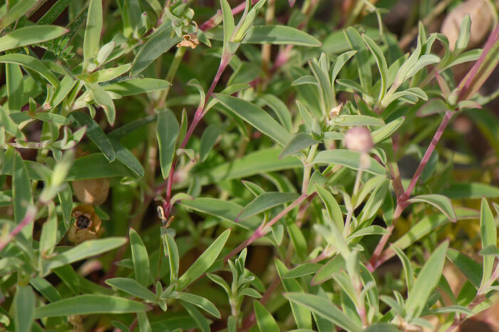 Strandsmelle (Silene uniflora)