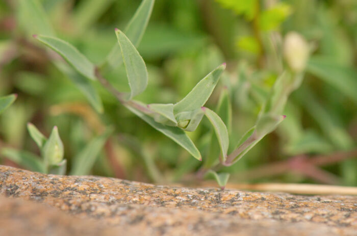 Strandsmelle (Silene uniflora)