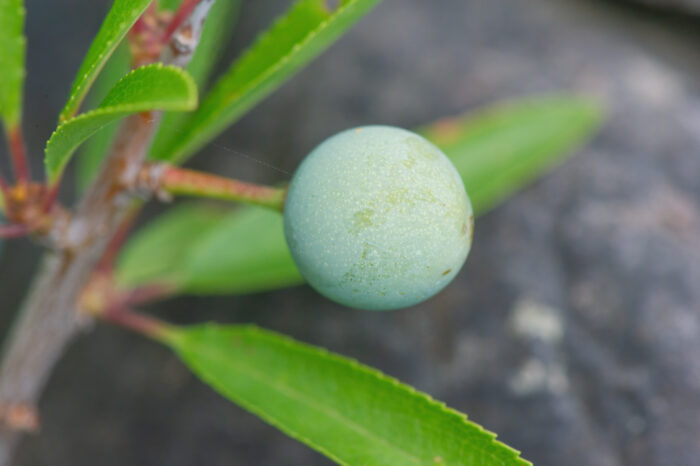 Slåpetorn (Prunus spinosa)