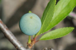 Slåpetorn (Prunus spinosa)
