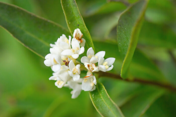 Liguster (Ligustrum vulgare)