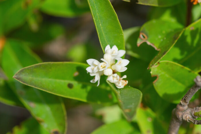 Liguster (Ligustrum vulgare)