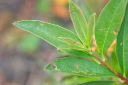 Liguster (Ligustrum vulgare)