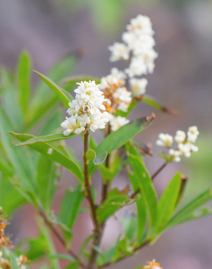 Liguster (Ligustrum vulgare)