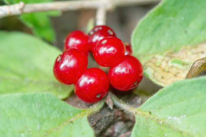 Leddved (Lonicera xylosteum)