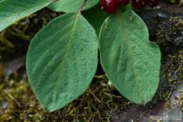 Leddved (Lonicera xylosteum)