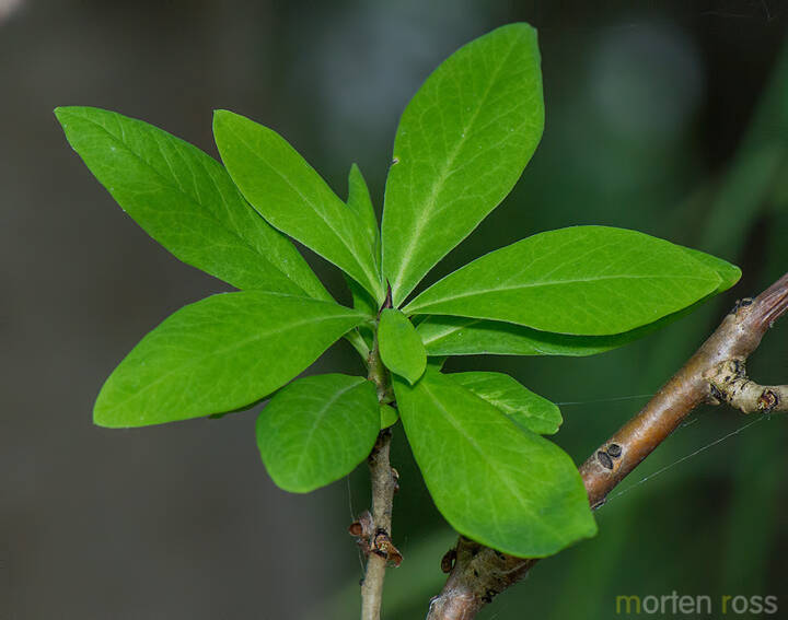 Tysbast (Daphne mezereum)