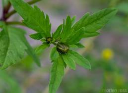 Flikbrønsle (Bidens tripartita)