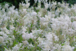 Mjødurt (Filipendula ulmaria)