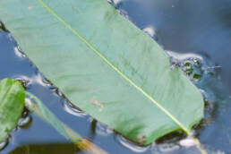 Vasslirekne (Persicaria amphibia)