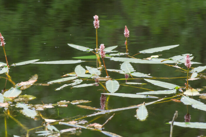 Vasslirekne (Persicaria amphibia)