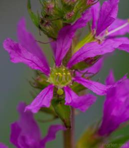 Kattehale (Lythrum salicaria)