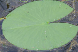Hvit nøkkerose (Nymphaea alba)