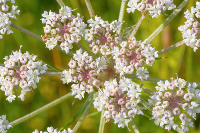 Melkerot (Peucedanum palustre)