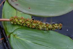 Tjønnaks (Potamogeton natans)