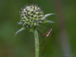 Kjeveedderkopp (Tetragnatha sp.)