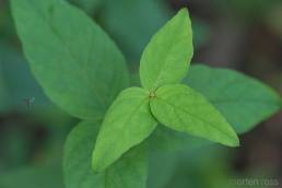 Fredløs (Lysimachia vulgaris)