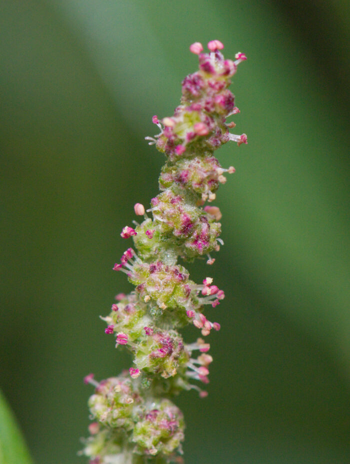 Svinemelde (Atriplex patula)