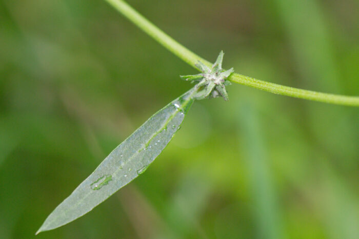 Svinemelde (Atriplex patula)